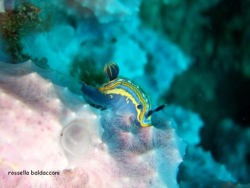 Hypselodoris tricolor